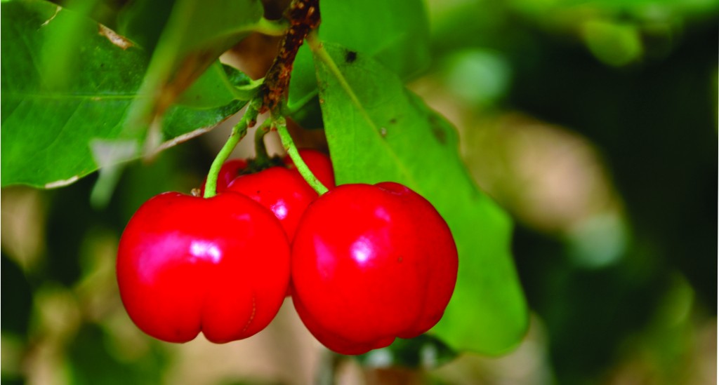 acerola